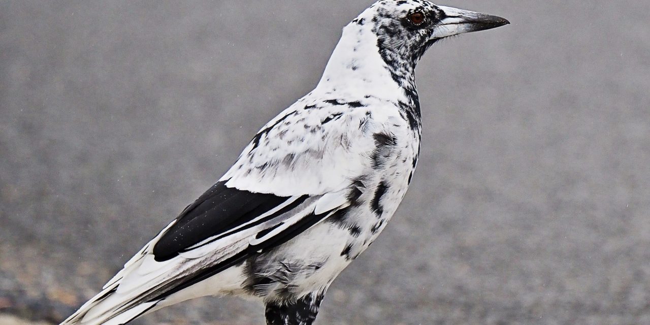 Spotted it yet? Yass’ rare magpie out and about