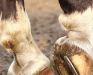 Yass Valley Veterinary – Laminitis in Horses