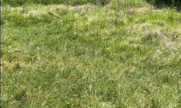 Council tackles Chilean needle grass at Murrumbateman Rec Grounds