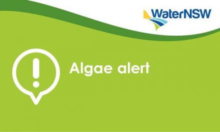 Blue-green algal Red Alerts for Burrinjuck at the dam wall, Burrinjuck Waters State Park and at Woolgarlo.